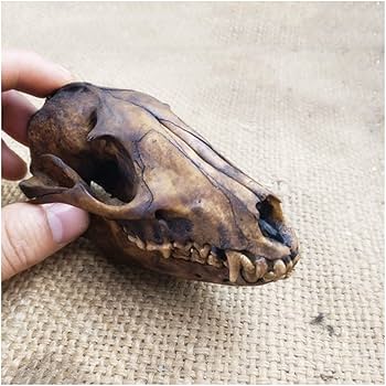 Amazon.co.jp: 剥製本物の動物の頭蓋骨 - 本物の動物の頭蓋骨